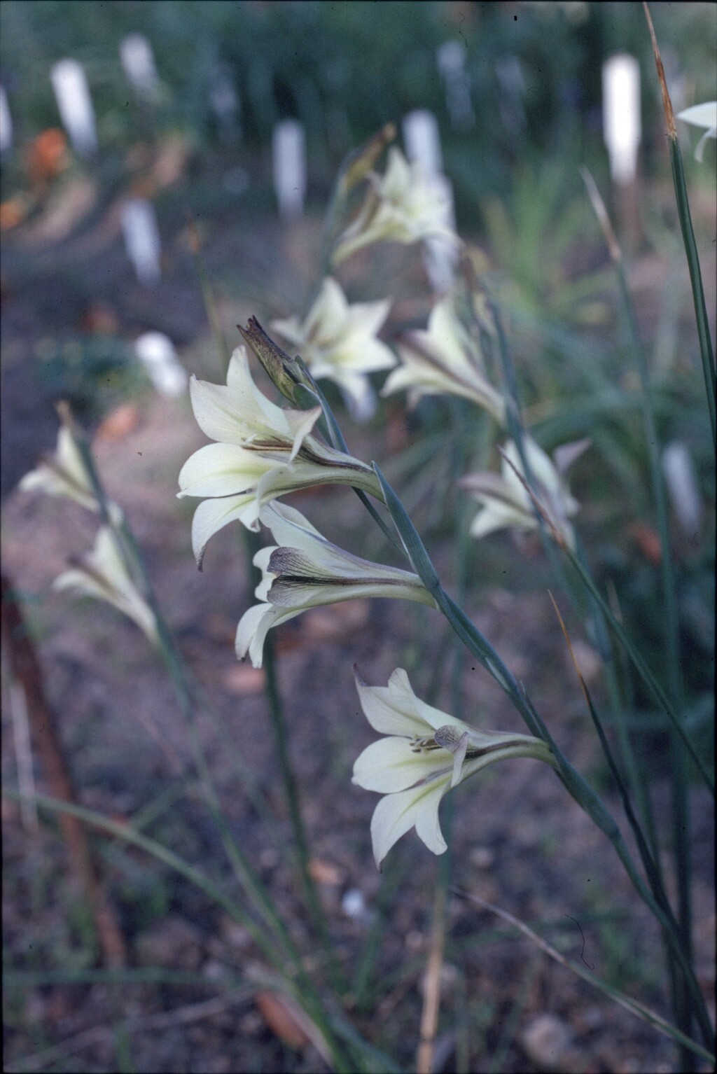 Gladiolus tristis (hero image)