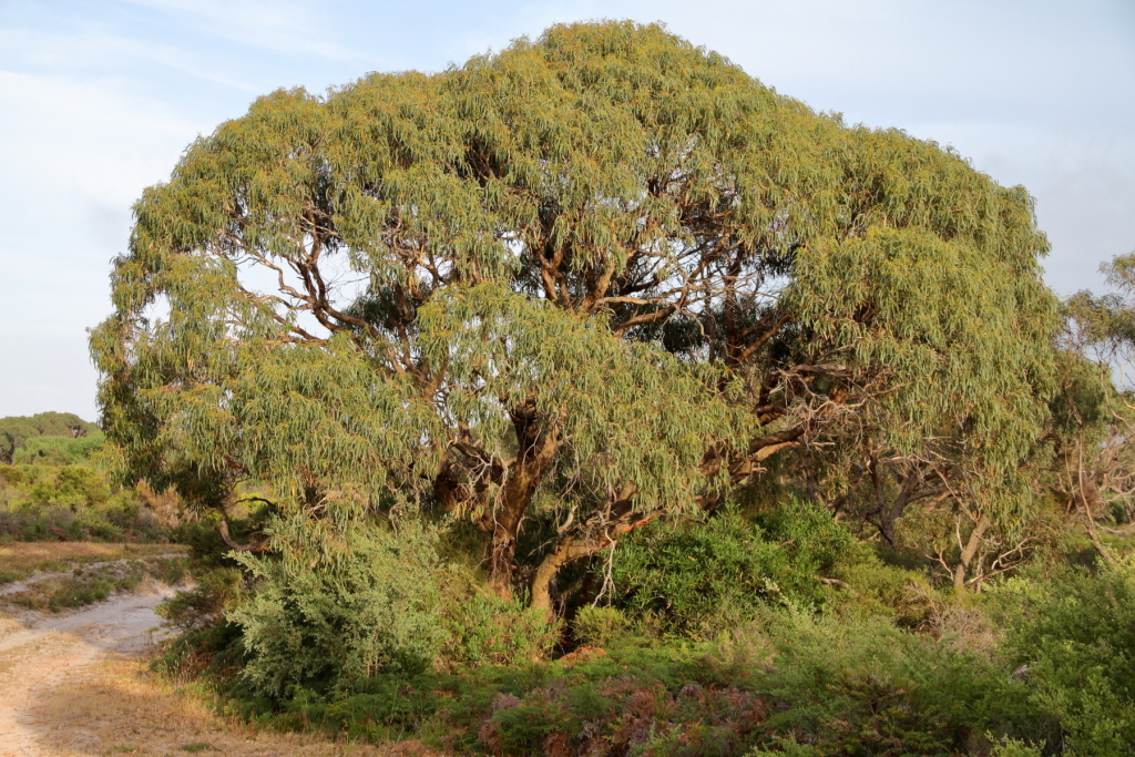Eucalyptus viminalis subsp. pryoriana (hero image)