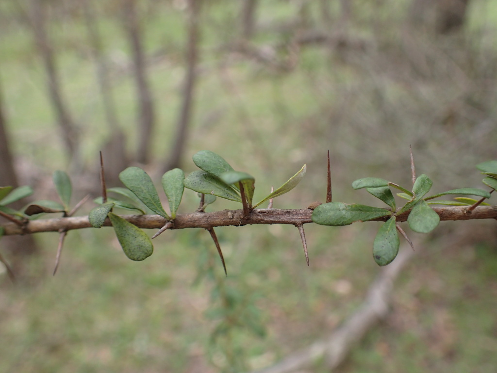 Bursaria spinosa subsp. lasiophylla (hero image)