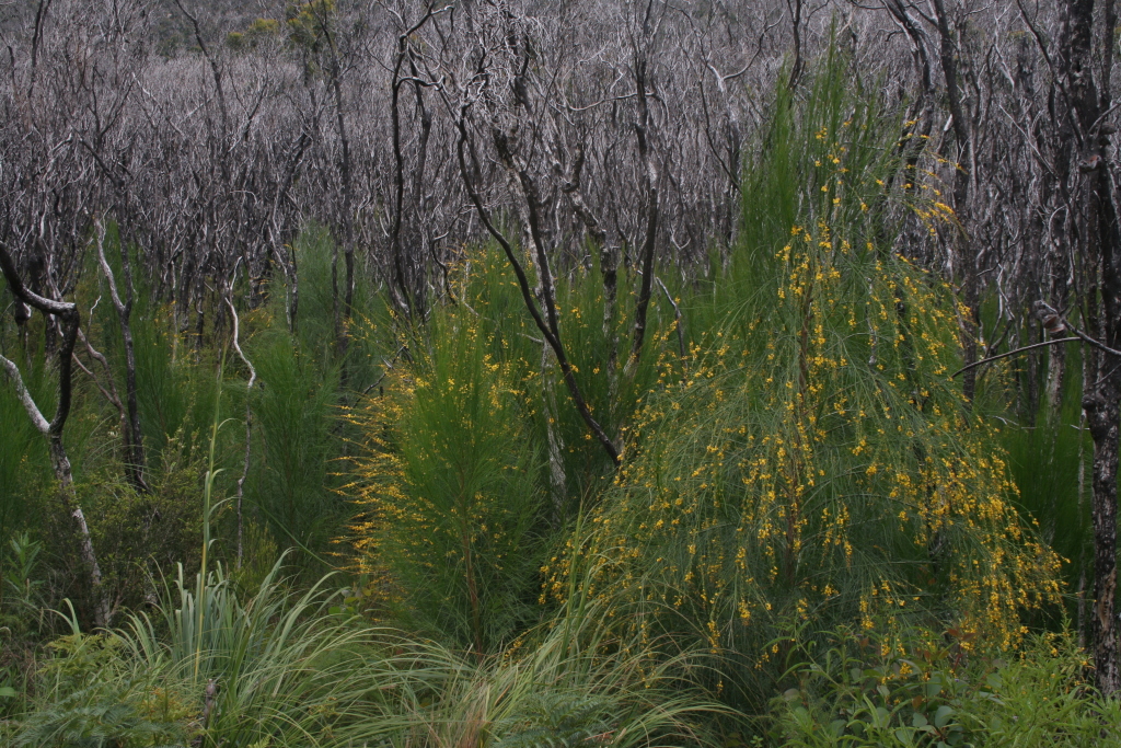 Viminaria juncea (hero image)