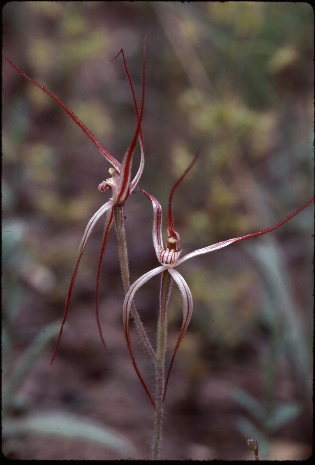 Caladenia filamentosa (hero image)