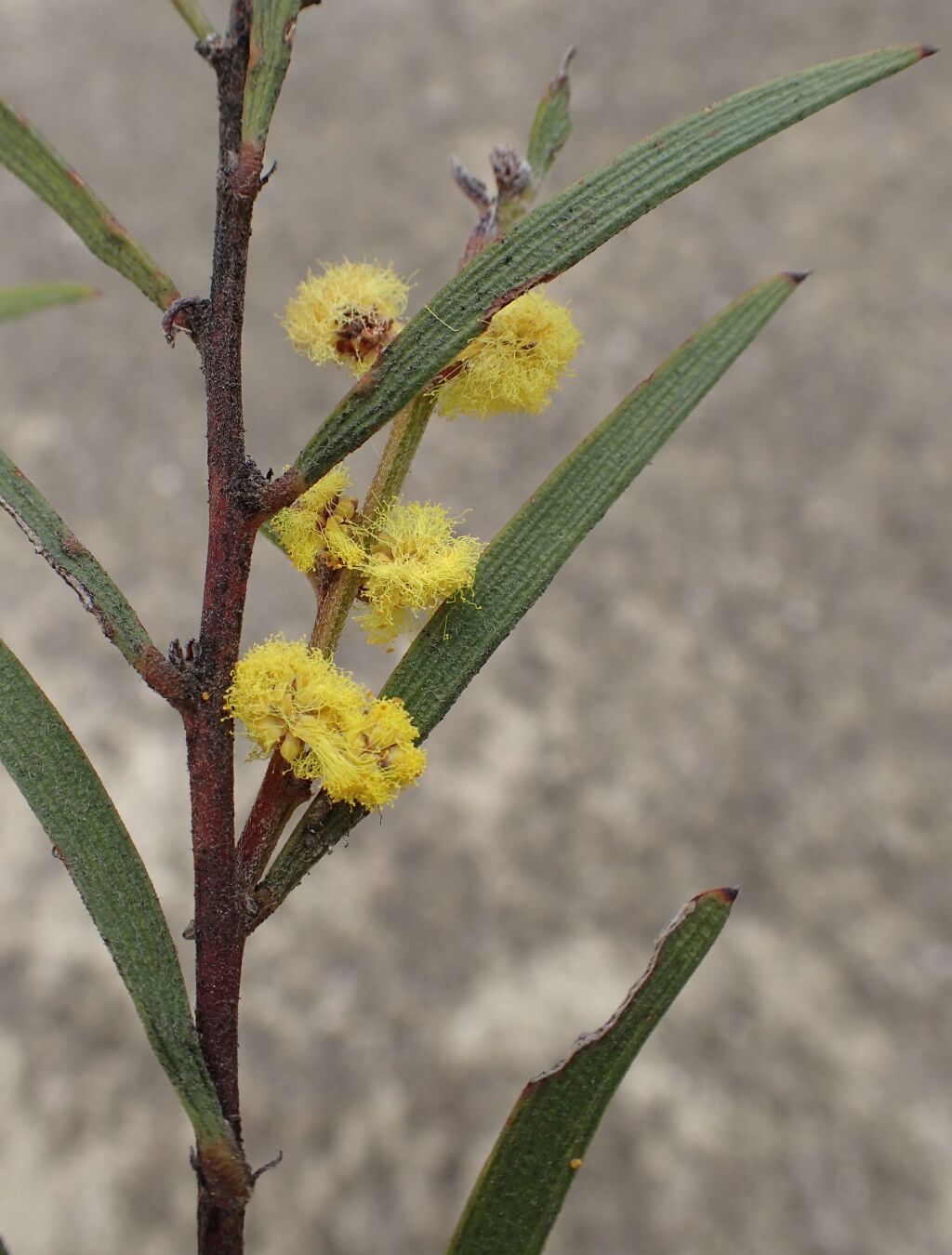 Acacia lanigera var. whanii (hero image)
