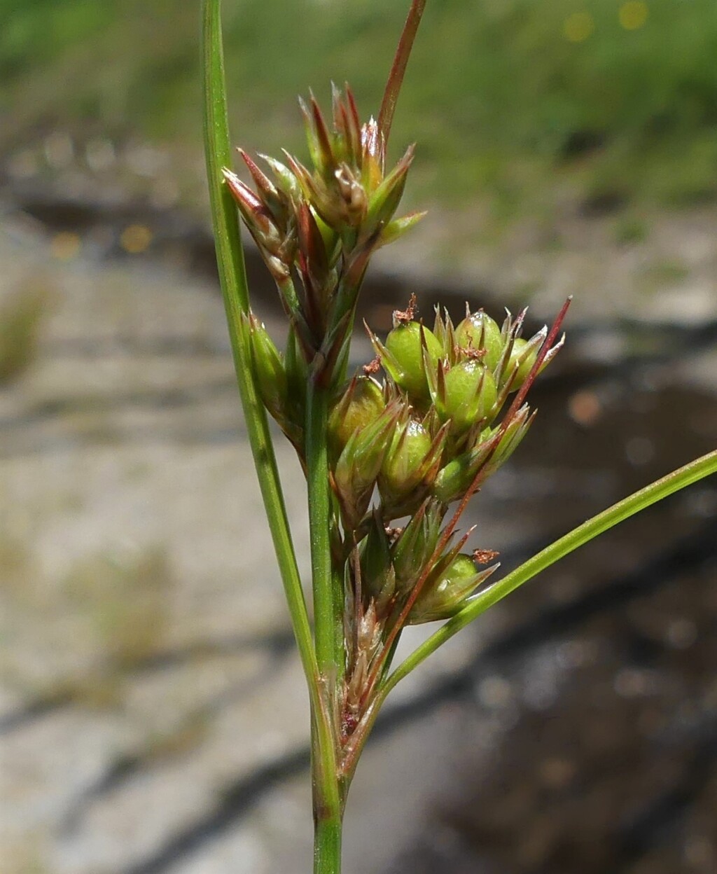 Juncus tenuis (hero image)