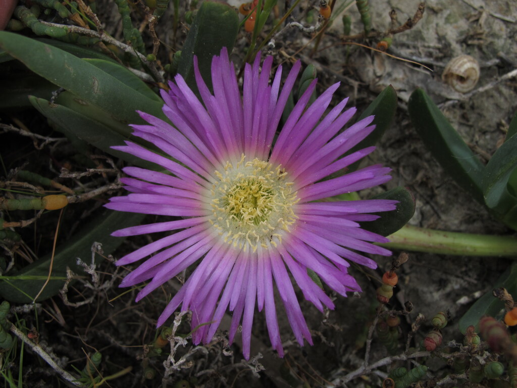 Carpobrotus rossii (hero image)