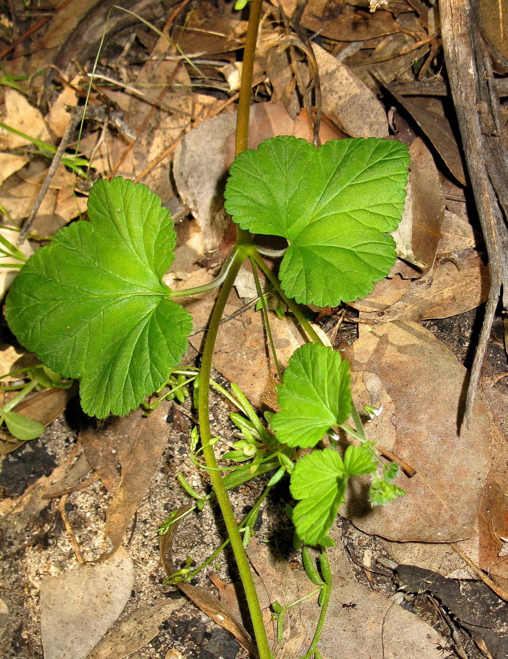 Pelargonium littorale (hero image)