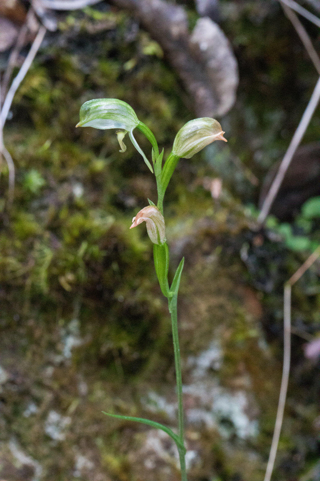 Pterostylis crassa (hero image)