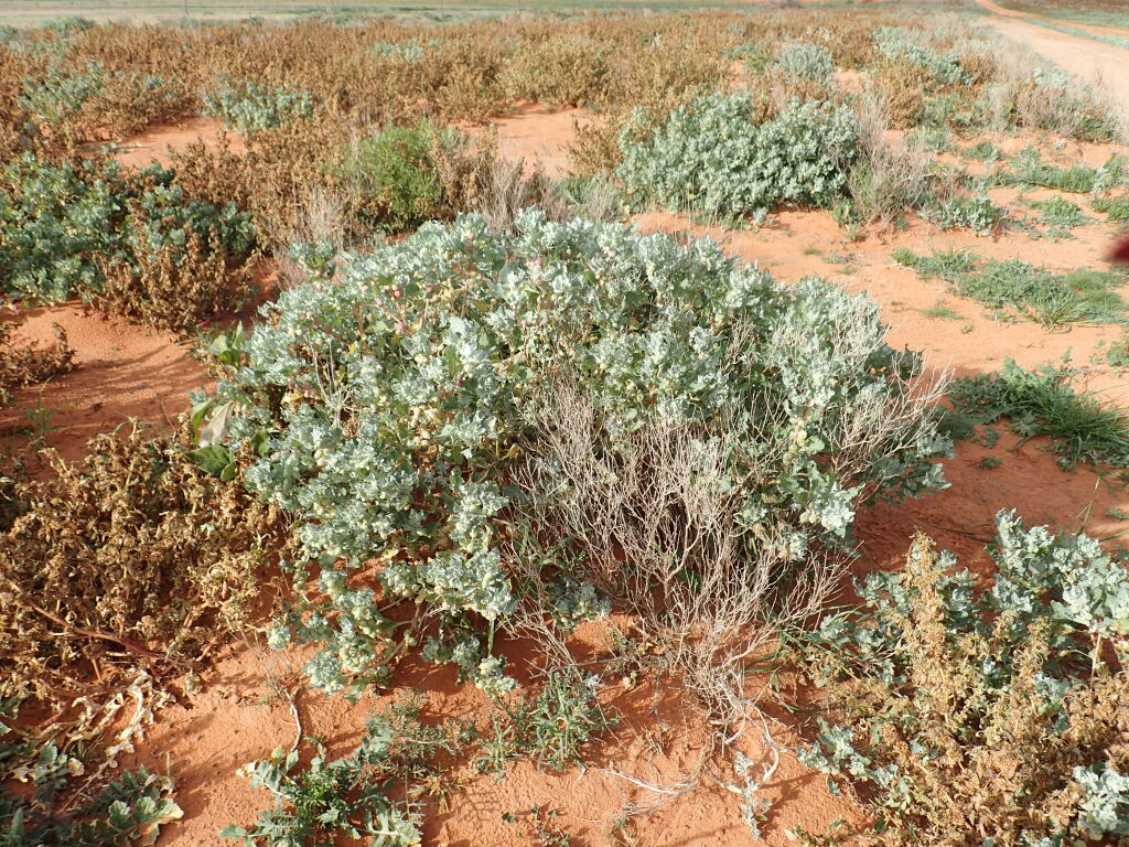 Atriplex holocarpa (hero image)