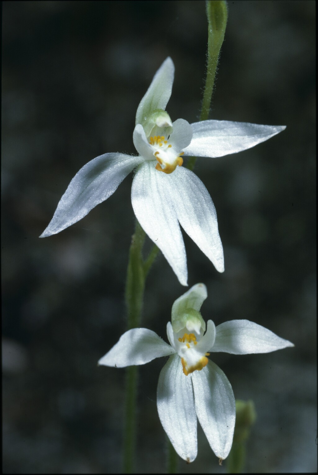 Caladenia aurantiaca (hero image)