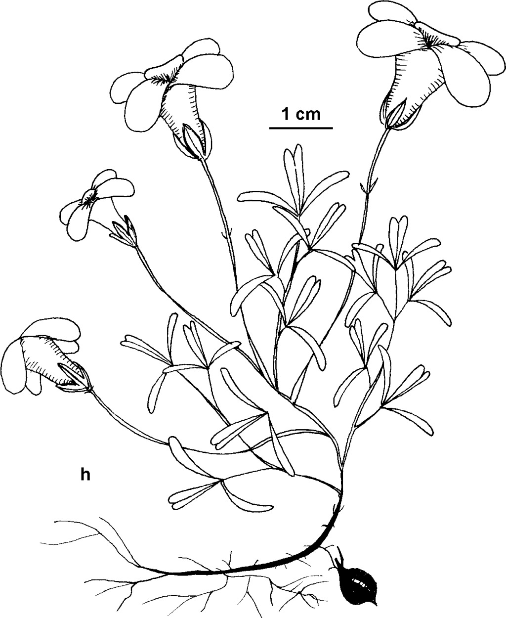 Oxalis hirta (hero image)