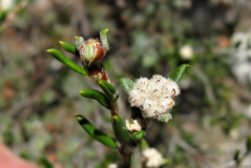 Spyridium eriocephalum var. eriocephalum (hero image)