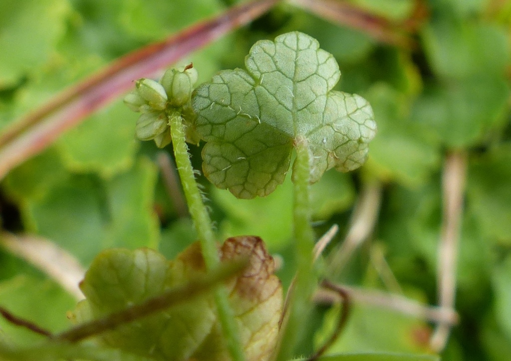 Hydrocotyle hirta (hero image)