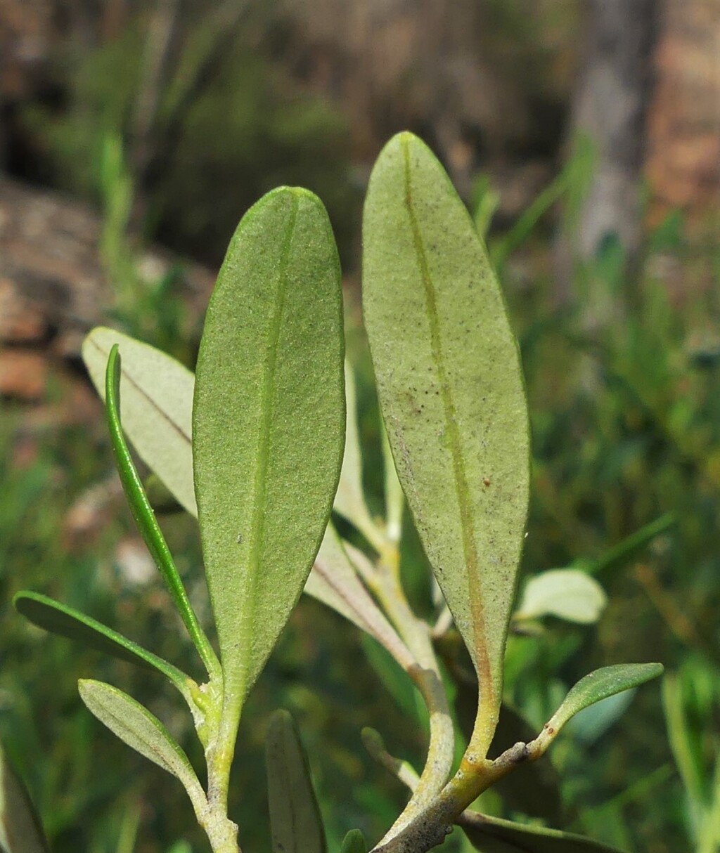 Beyeria viscosa (hero image)