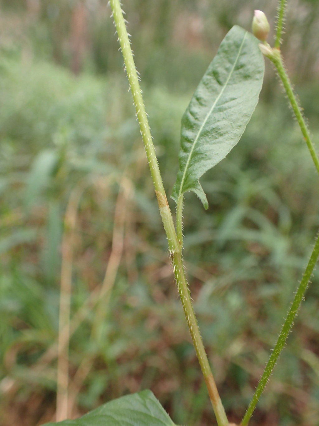 Persicaria praetermissa (hero image)