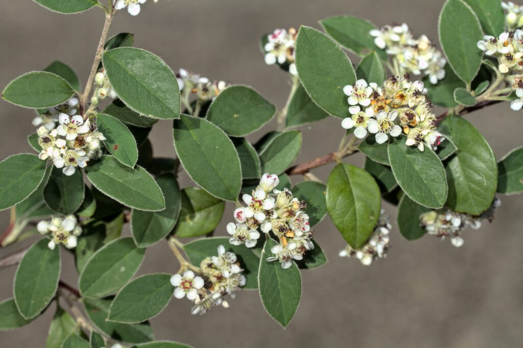 Cotoneaster pannosus (hero image)