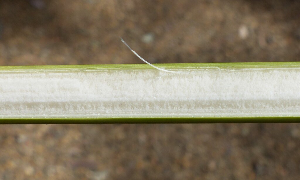 Juncus semisolidus (hero image)