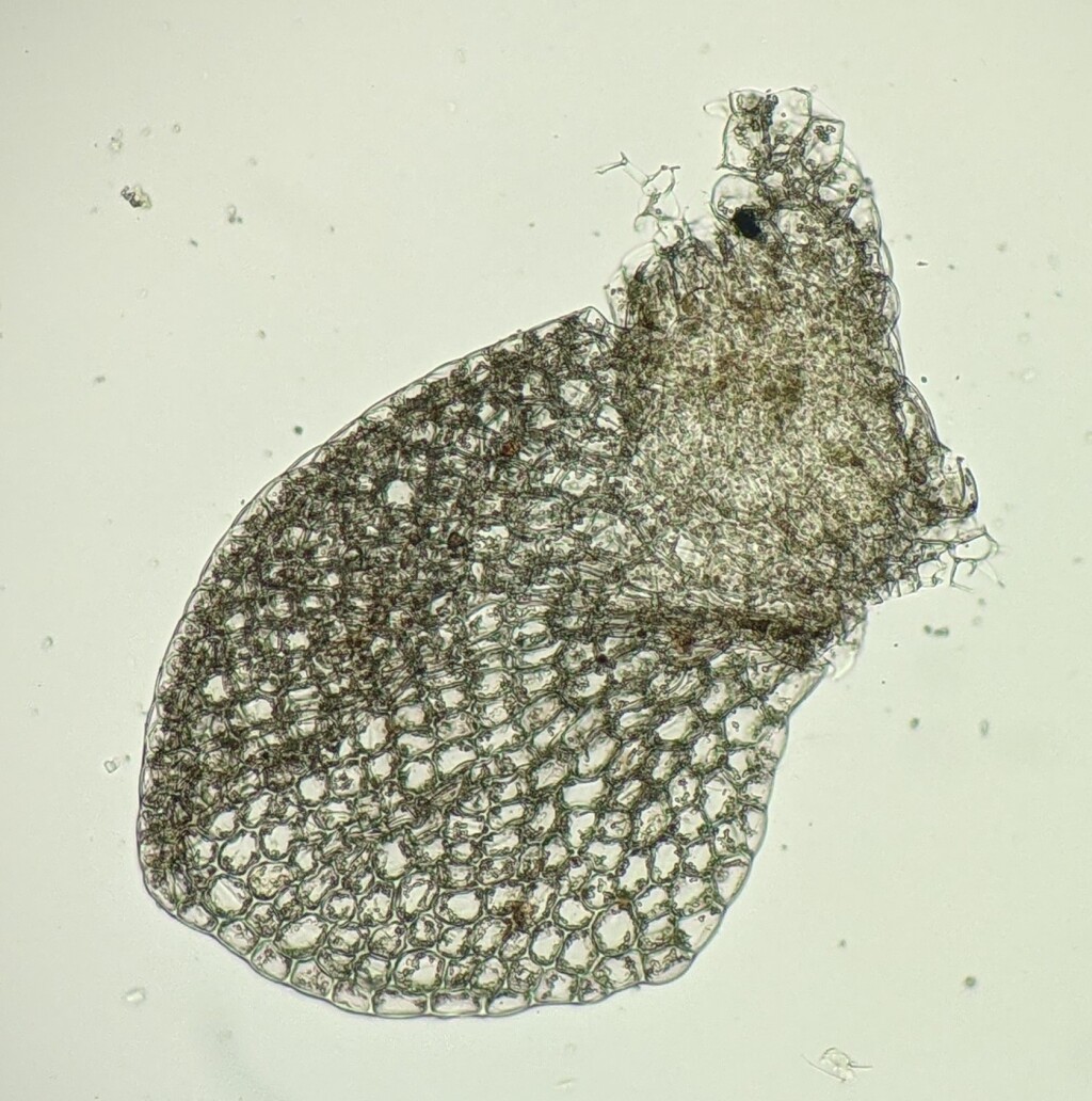 Hygrolembidium (hero image)