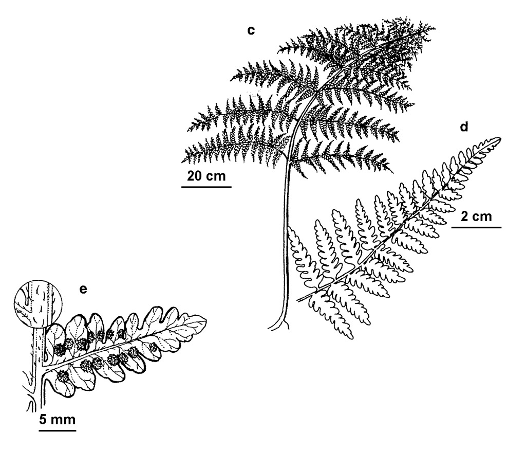 Hypolepis muelleri (hero image)