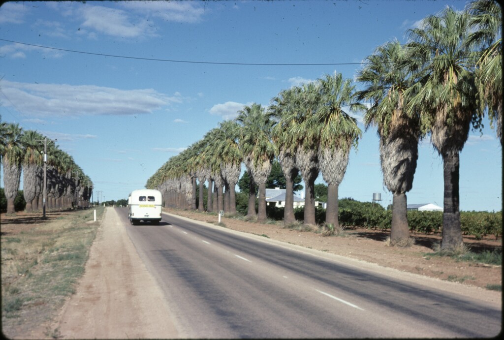 Washingtonia filifera (hero image)