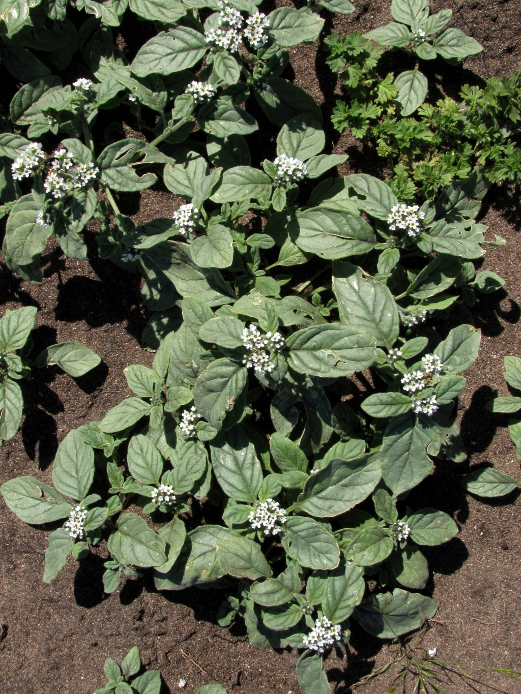 Heliotropium (hero image)
