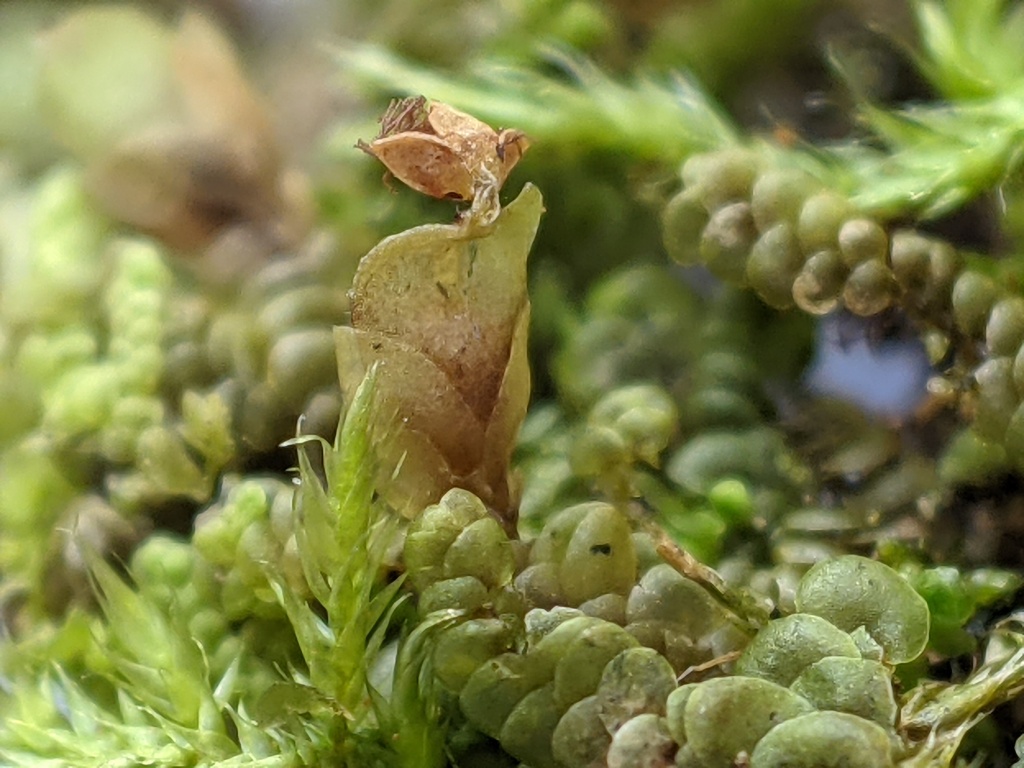 Frullania deplanata (hero image)