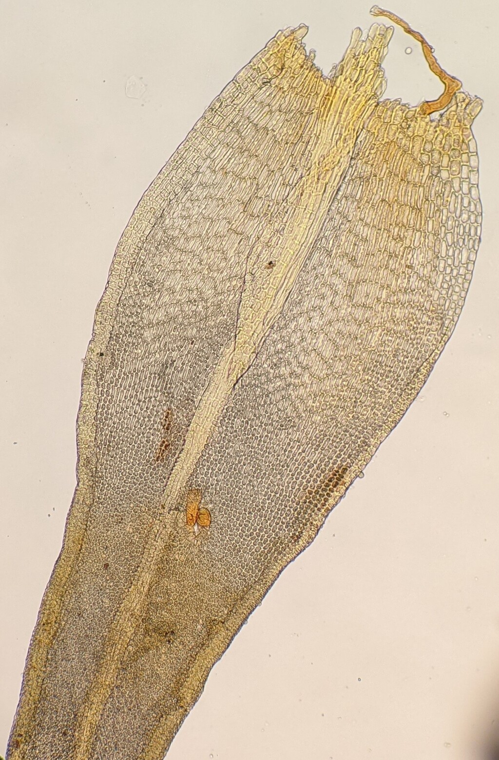 Orthotrichum (hero image)