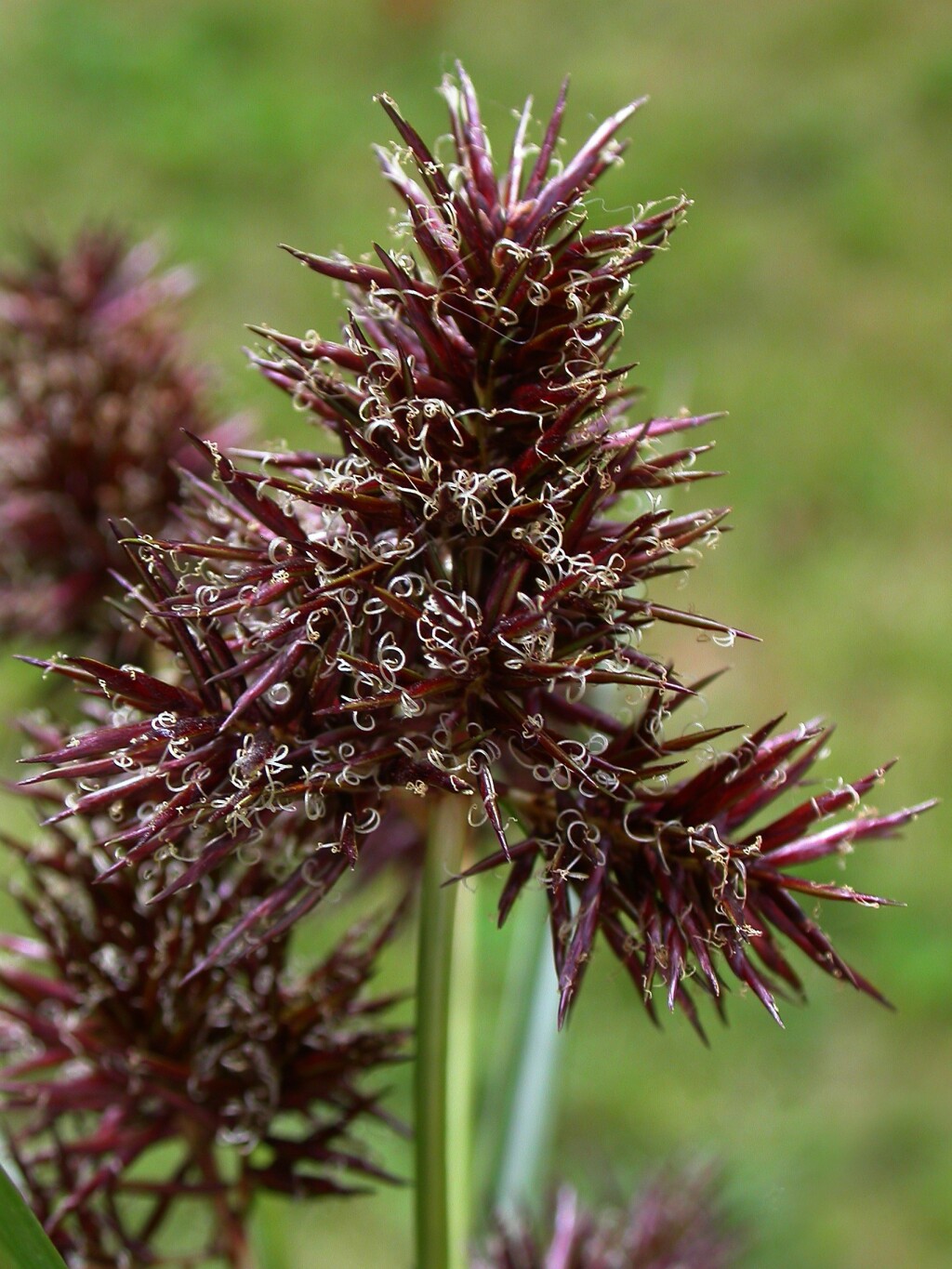 Cyperus lucidus (hero image)