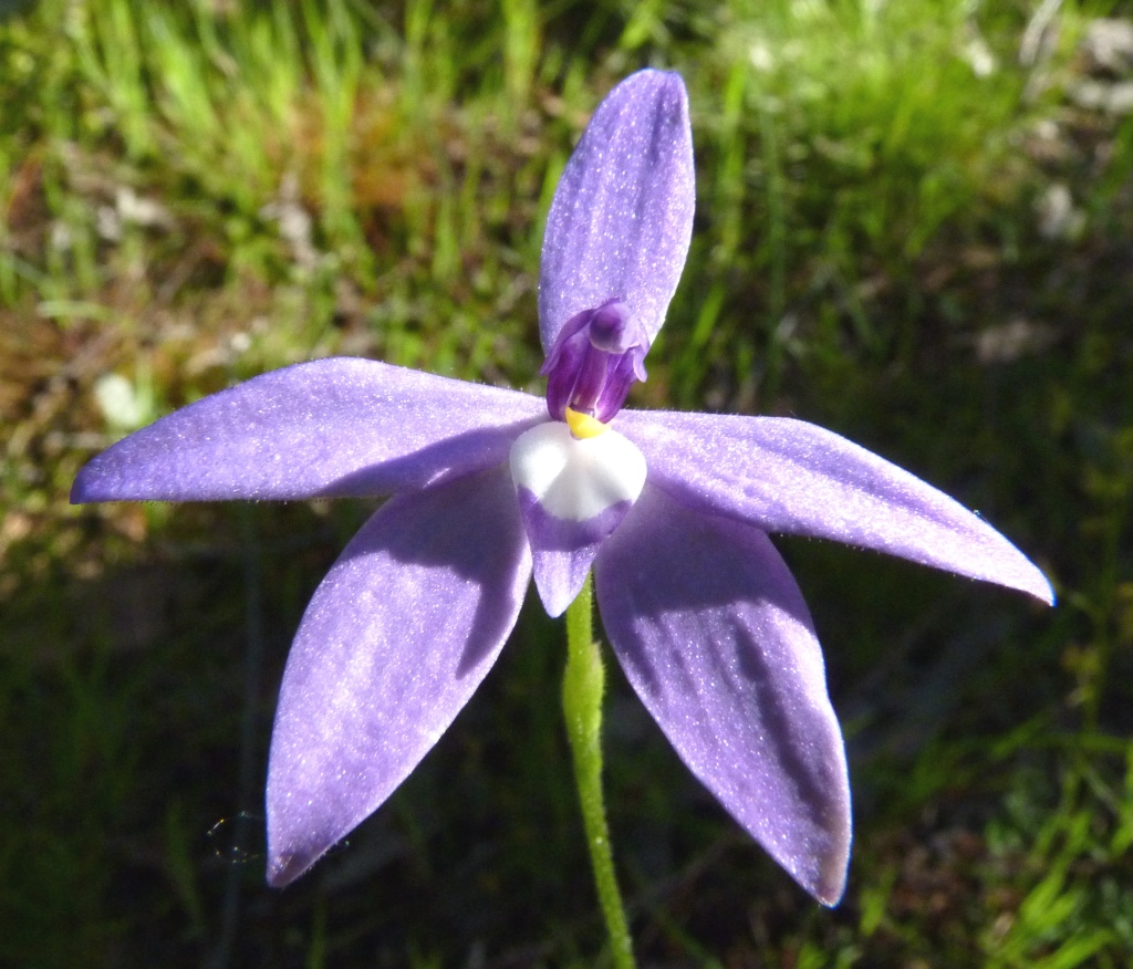 Glossodia (hero image)