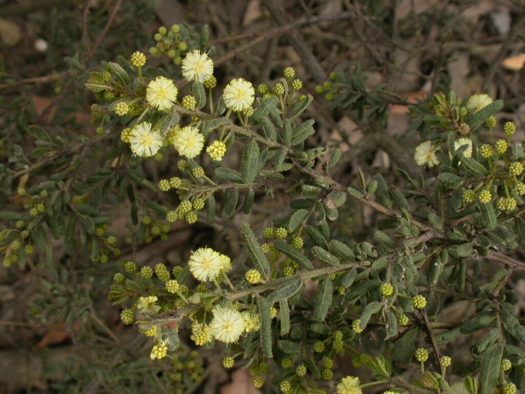 Acacia aspera subsp. parviceps (hero image)