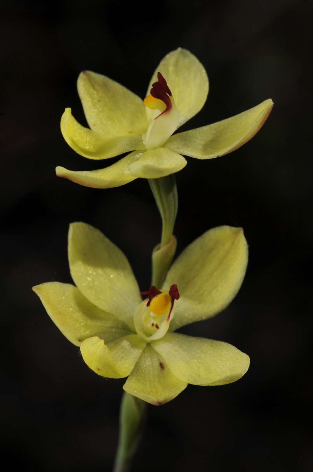 Thelymitra antennifera (hero image)