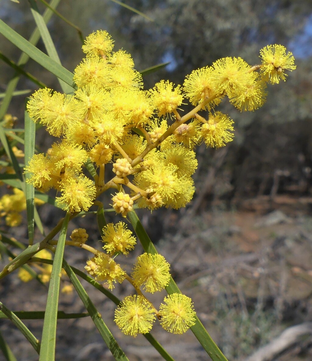 Acacia linearifolia (hero image)