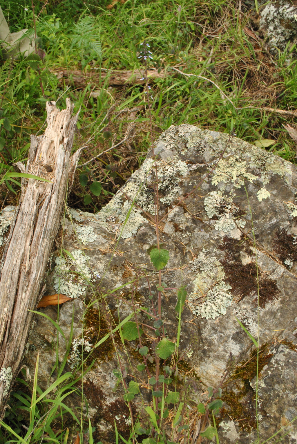 Coleus australis (hero image)