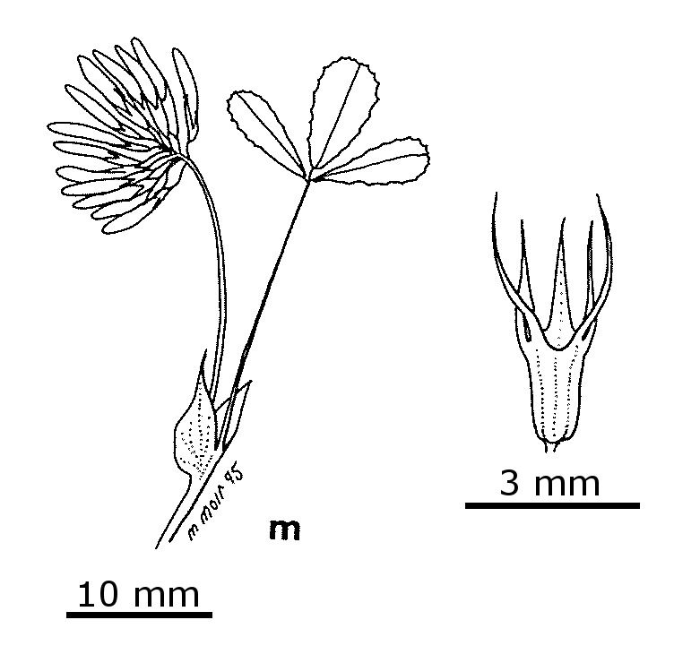 Trifolium michelianum var. michelianum (hero image)