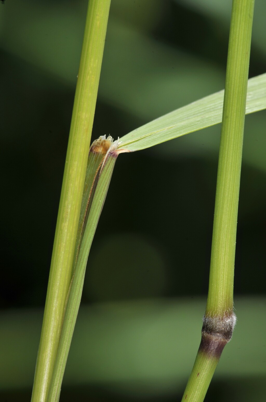 Arrhenatherum (hero image)