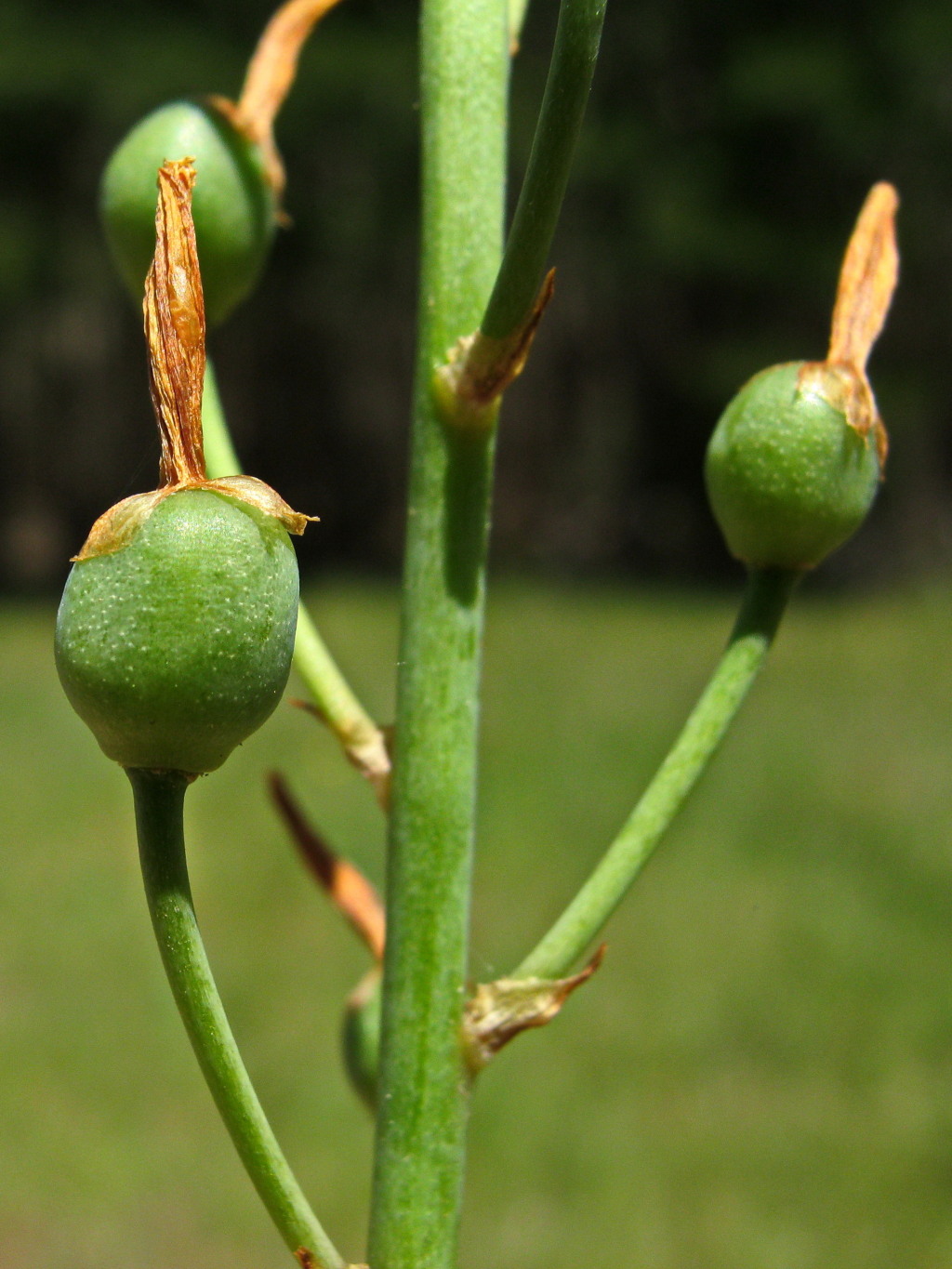 Bulbine (hero image)