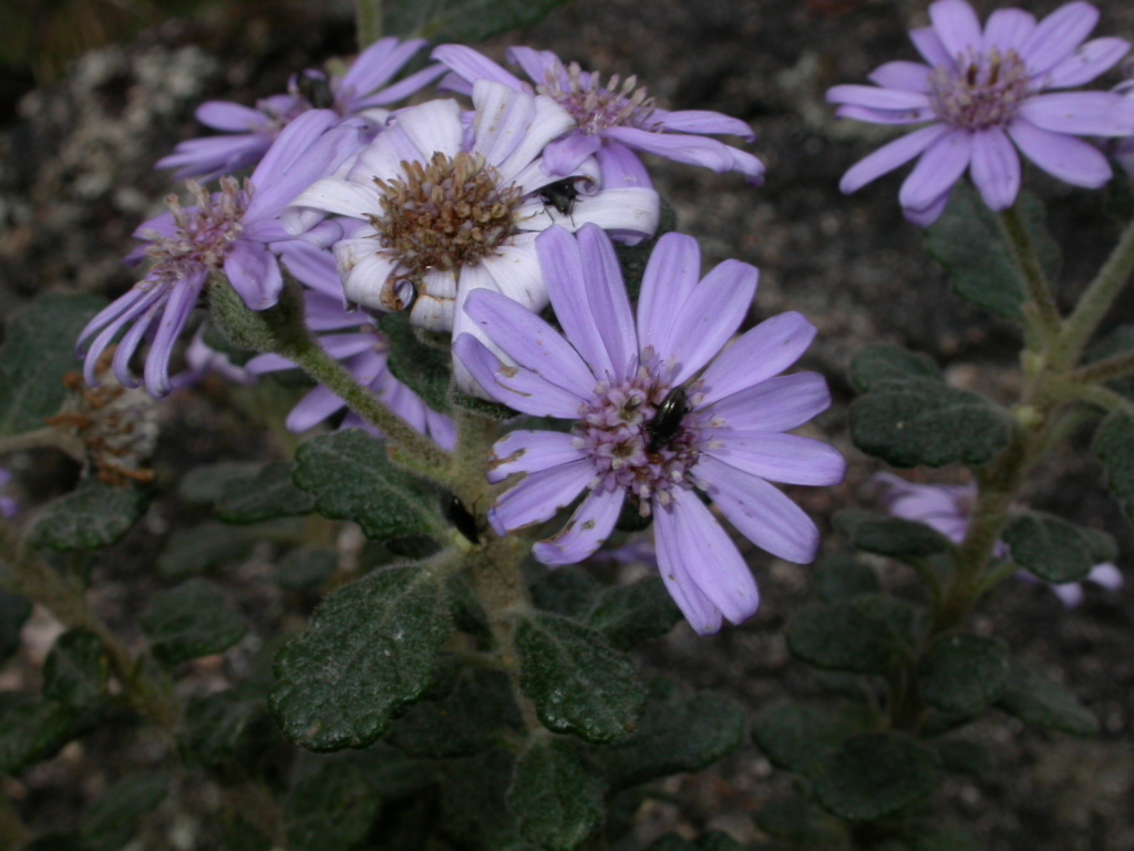 Olearia asterotricha subsp. rotundifolia (hero image)