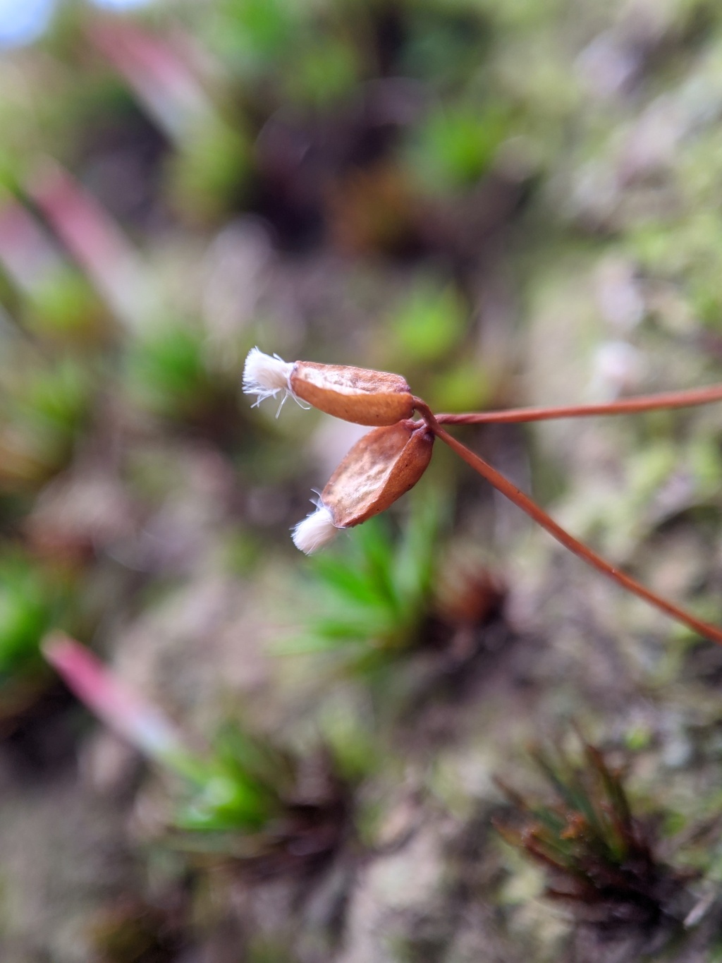 Dawsonia longiseta (hero image)