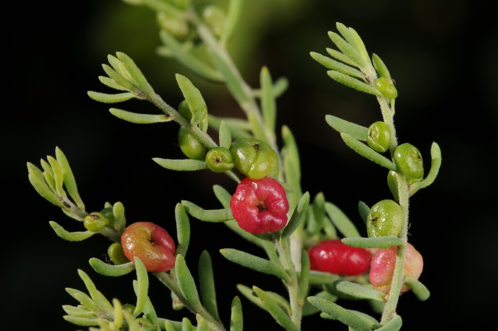 Enchylaena tomentosa (hero image)