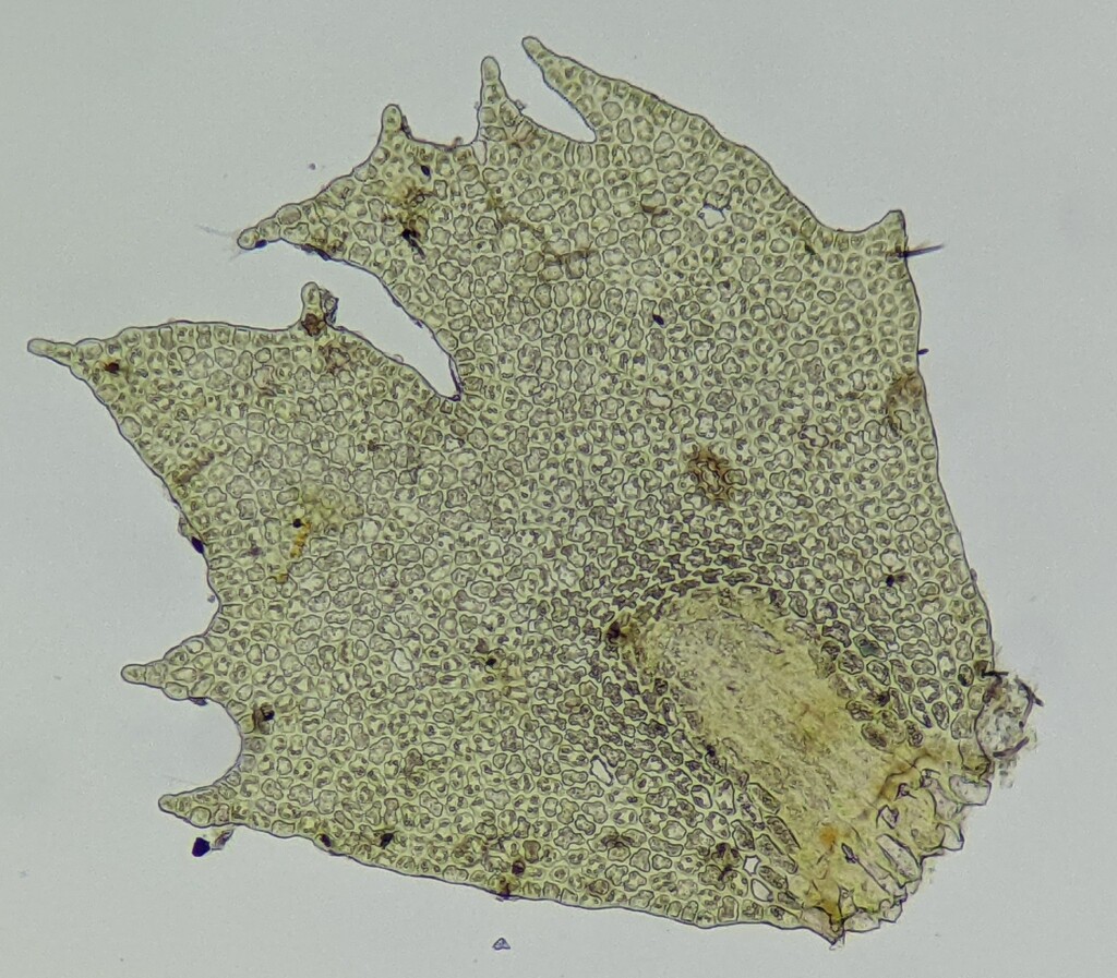 Frullania spinigastria (hero image)