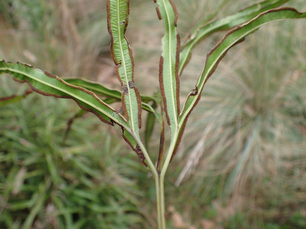Pteris umbrosa (hero image)