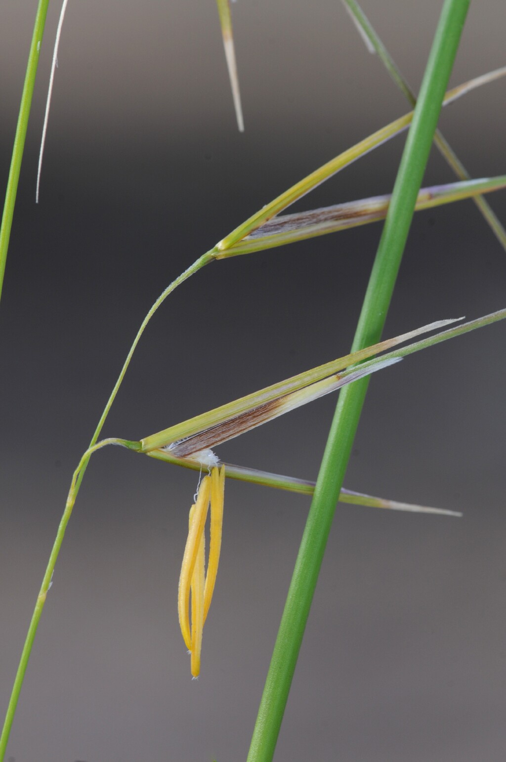 Austrostipa muelleri (hero image)