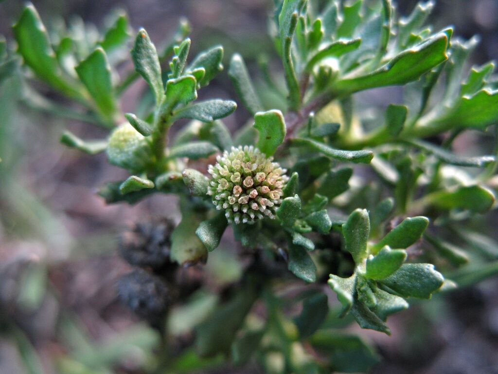 Centipeda crateriformis subsp. compacta (hero image)