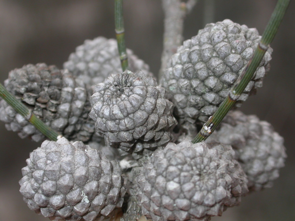 Casuarina (hero image)