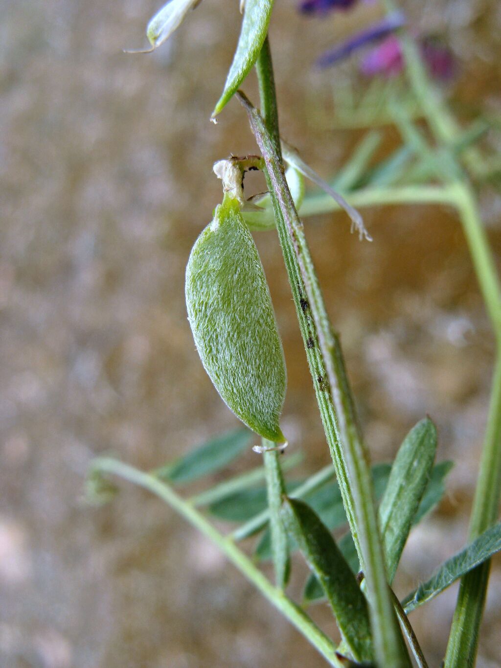 Vicia villosa subsp. eriocarpa (hero image)