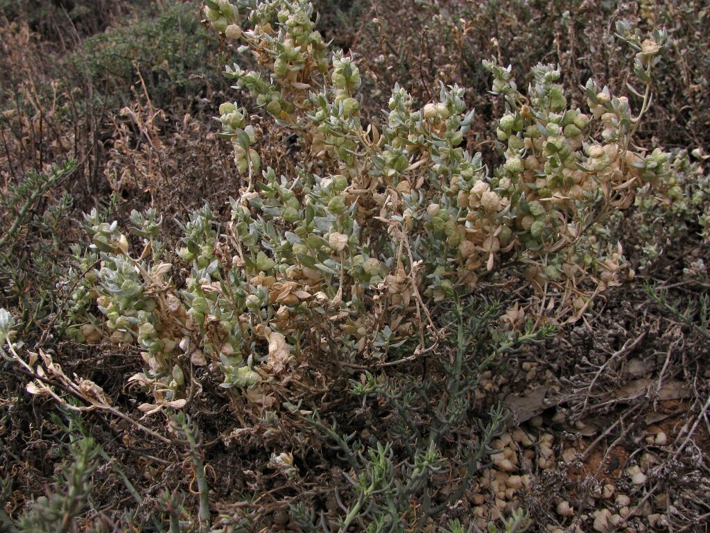 Atriplex lindleyi subsp. inflata (hero image)