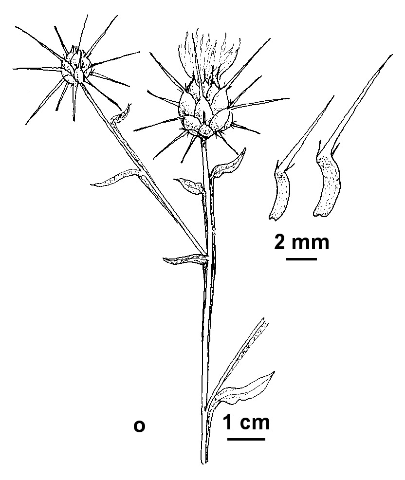 Centaurea solstitialis (hero image)