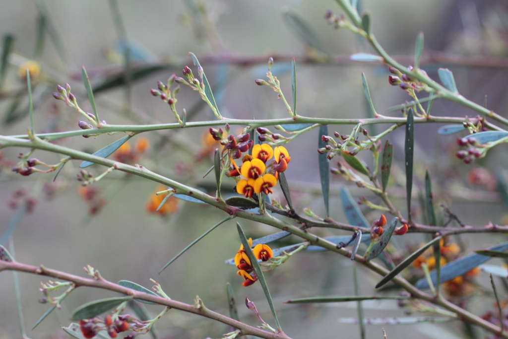 Daviesia leptophylla (hero image)