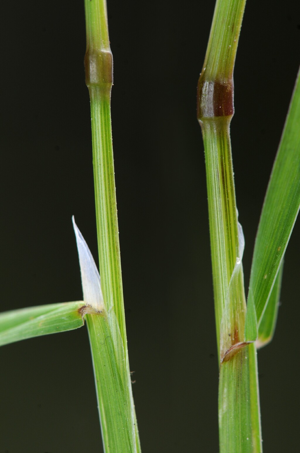 Poa trivialis (hero image)