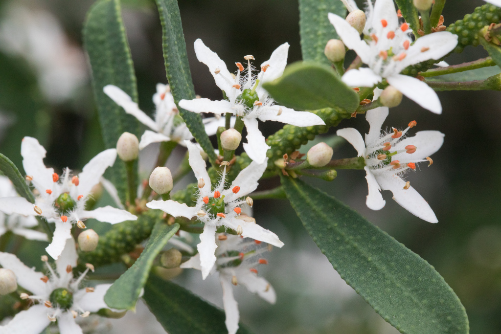 Philotheca trachyphylla (hero image)