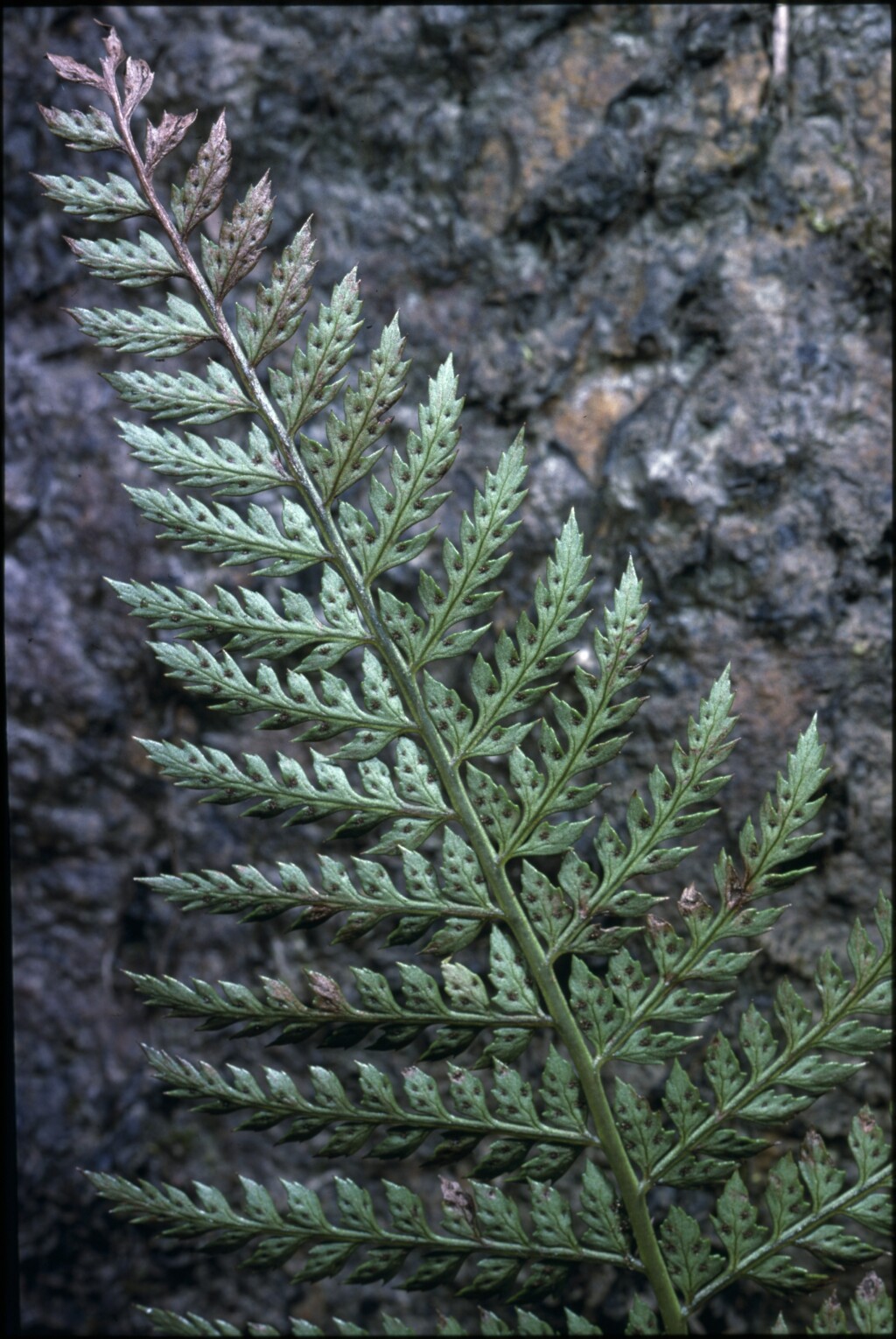 Polystichum formosum (hero image)