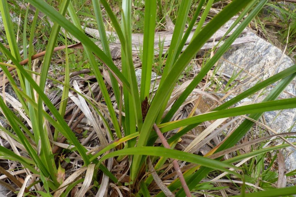Cyperus lucidus (hero image)